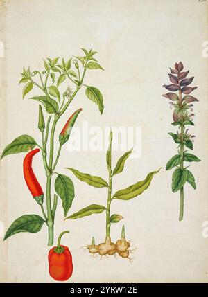 Chilli pepper, sweet pepper, ginger and clary sage ( Stock Photo