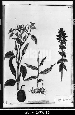 Chilli pepper, sweet pepper, ginger and clary sage ( Stock Photo