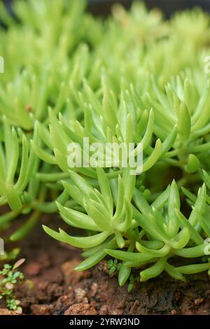 close-up macro view of mexican stonecrop, small green low growing succulent plant with thick fleshy leaves, soft focus with blurry background Stock Photo