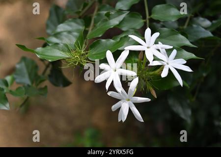 Close up view of a bunch of white colored fragrant flowers known as star jasmine blooming in the home garden Stock Photo