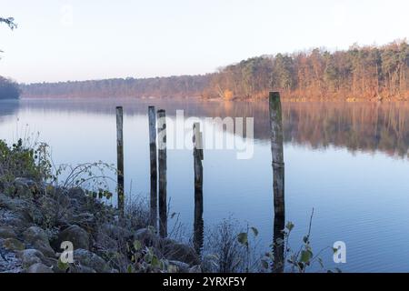 Serene lake landscape in the early morning, featuring wooden poles extending into the still water and a forested shoreline illuminated by sunlight. Stock Photo