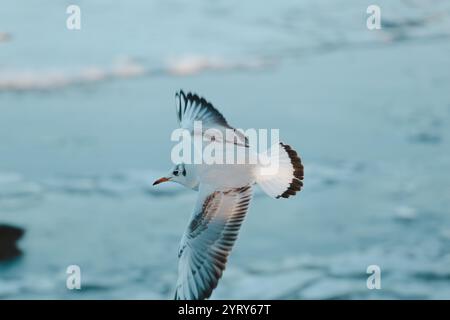Seagulls in winter lake Stock Photo