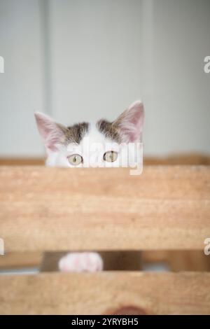 Curious kitten resting its paws on a wooden surface, gazing with innocent eyes, highlighting its playful and curious nature. Stock Photo
