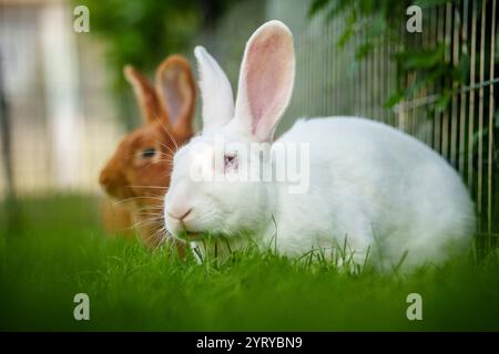 White and brown rabbits resting on the grass in a garden, showcasing the peaceful nature of domestic rabbits. Stock Photo