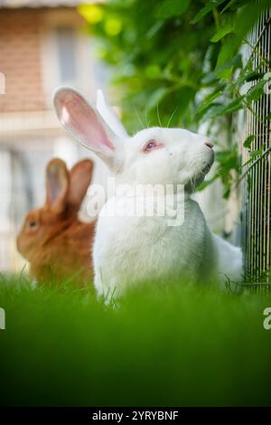 White and brown rabbits resting on the grass in a garden, showcasing the peaceful nature of domestic rabbits. Stock Photo