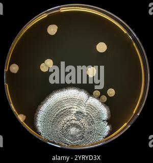 Close-up of bacterial and fungal colonies growing on an agar plate, demonstrating microbial diversity and research in microbiology Stock Photo