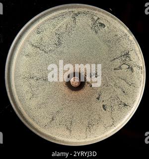 Close-up of a petri dish with antibiotic sensitivity test, revealing bacterial colonies growing around an antibiotic disc Stock Photo