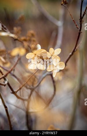 Beautiful dried hydrangea in autumn Stock Photo