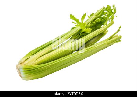Fresh uncooked organic celery isolated on white background, top view. Stock Photo