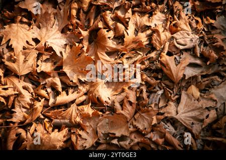 leaves laying on the ground Stock Photo