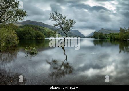 Lone tree at Llyn Padarn in Llanberis, Snowdonia National Park, Wales, UK. Stock Photo