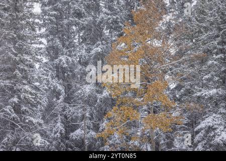 Lone aspen tree in a pine forest during a blizzard, Banff National Park, Alberta, Canada.  Autumn (October) 2024. Stock Photo