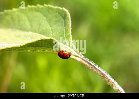 A ladybug is on a leaf. The leaf is green. The ladybug is red Stock Photo