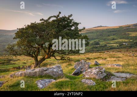 Hawthorn tree on moorland, Dartmoor National Park, Devon, England.  Summer (August) 2024. Stock Photo