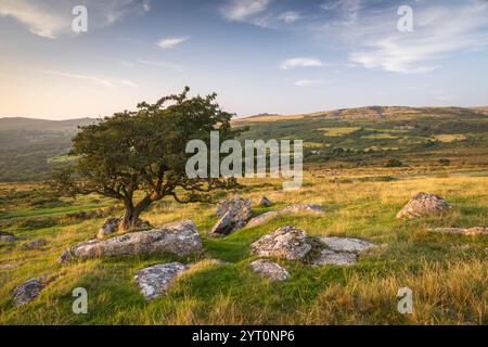 Hawthorn tree on moorland, Dartmoor National Park, Devon, England.  Summer (August) 2024. Stock Photo