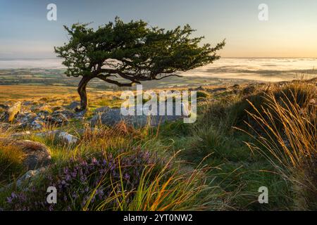 Windswept hawthorn tree on the moorland slopes of Cosdon Hill, Dartmoor National Park, Devon, England.  Summer (August) 2024. Stock Photo