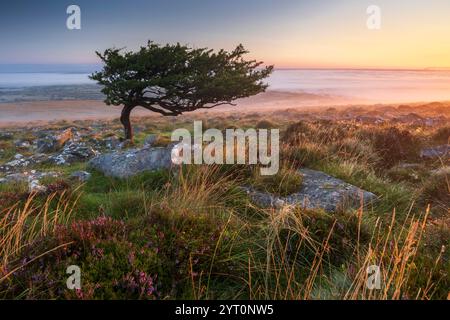 Windswept hawthorn tree on the moorland slopes of Cosdon Hill at sunrise, Dartmoor National Park, Devon, England.  Summer (August) 2024. Stock Photo