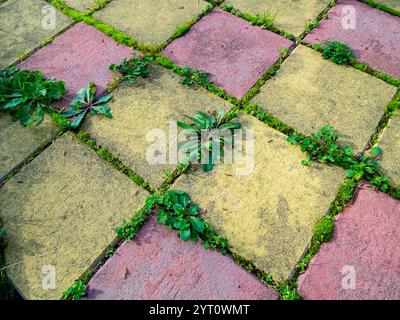Grass growing between the seams of paving slabs Stock Photo