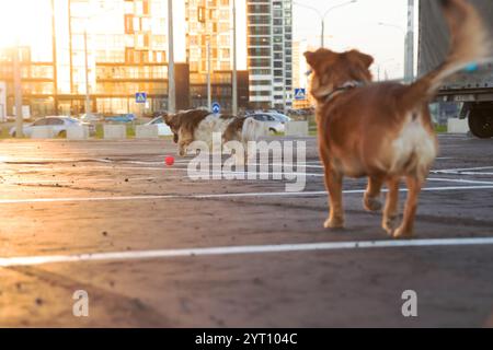 In a busy parking lot, two lively dogs are joyfully playing together with a bright red ball, having a wonderful time outdoors Stock Photo