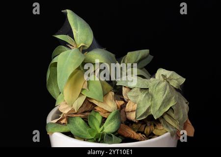 Wilting Eustoma (lisianthus, prairie gentian) infested by Spider Mites: A close-up view. The delicate houseplant shows signs of pest damage Stock Photo
