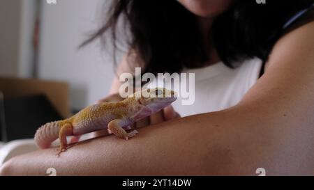 woman carefully strokes a yellow gecko held in her palms. It reflects the connection between people and unique pets, emphasizing animal welfare and Stock Photo