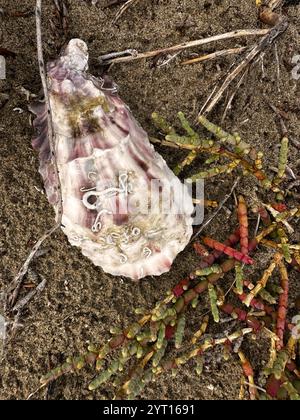 Mussels on the shore of a lake Stock Photo