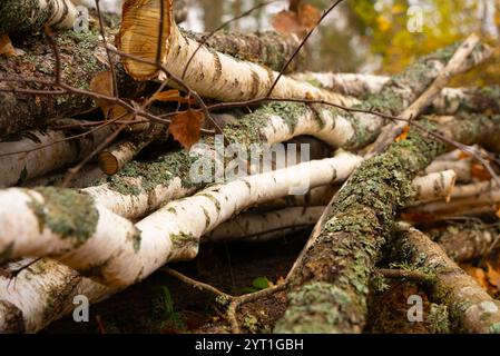 Sawn birch branches in moss Stock Photo