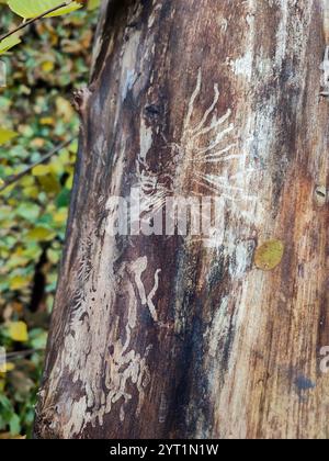 Bark beetle tracks on tree log, bark beetles patterns, fungal infection killing trees, mycelium, forest life, botany, harmful insects impact, wood Stock Photo