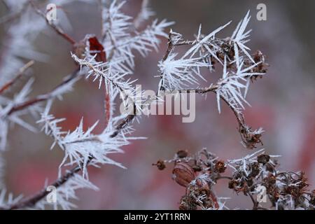 Long thin frost crystals on plant branches. Macro photography. Stock Photo