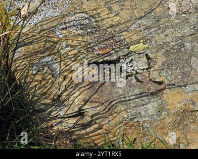 wavy shadows cast by sunlit stems of rush onto surface of lichen covered rock on uplands above Borrowdale in Cumbria, England, UK Stock Photo