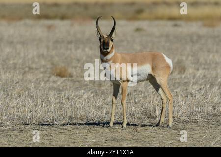 North America, USA, Great Plains, Montana, Bear Paw Battlefield, Nez Perce National Historic Park,Pronghorn Antelope Stock Photo