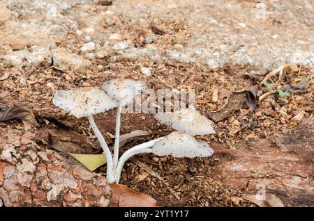 Wild Jamaican Mushrooms Growing from Dead Mango Tree Root Stock Photo