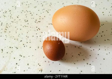 A Normal Egg and a Yolkless Fairy Egg Stock Photo