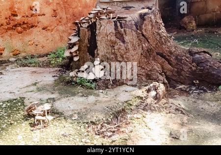 Mushrooms Growing On Rotting Mango Tree Stump Stock Photo