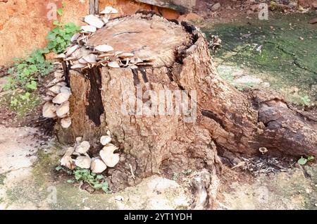 Mushrooms Growing On Rotting Mango Tree Stump Stock Photo