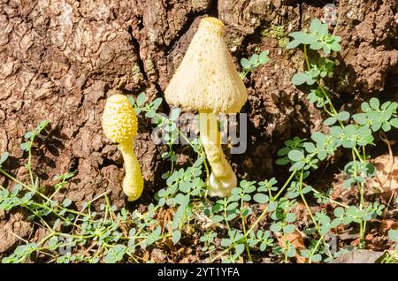 Leucocoprinus birnbaumii also known as yellow parasol are growing from the side of an old rotting mango tree. Stock Photo
