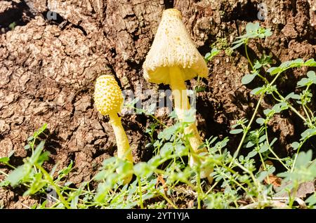 Leucocoprinus birnbaumii also known as yellow parasol are growing from the side of an old rotting mango tree. Stock Photo