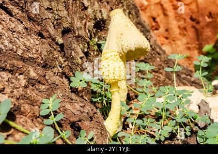 Leucocoprinus birnbaumii also known as yellow parasol are growing from the side of an old rotting mango tree. Stock Photo