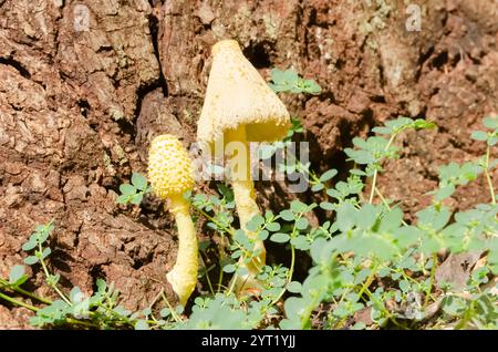 Leucocoprinus birnbaumii also known as yellow parasol are growing from the side of an old rotting mango tree. Stock Photo