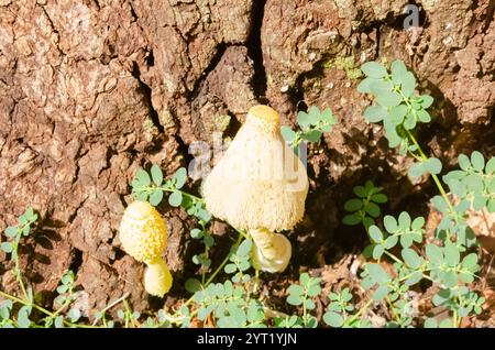 Leucocoprinus birnbaumii also known as yellow parasol are growing from the side of an old rotting mango tree. Stock Photo