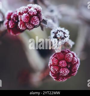 frozen blackberries Stock Photo