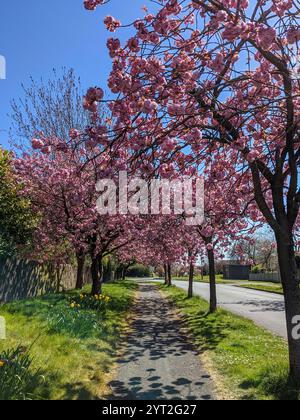 Cherry Blossom Trees during English Spring Stock Photo