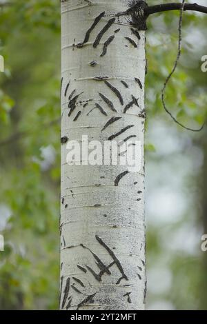 Detail of an Aspen tree trunk showing animal Bear Claw markings, scars damaged bark, Stock Photo