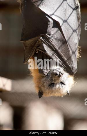 Bats are the only mammals that can fly Stock Photo - Alamy