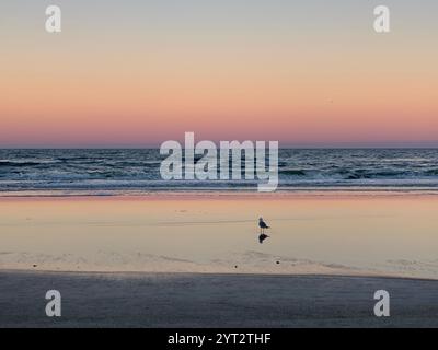 A lone seagull stands at the shore beneath a pastel sunset sky, reflected in calm tidal pools along a tranquil ocean horizon. Stock Photo