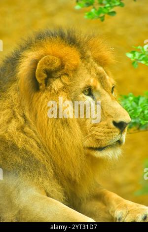 Male lion portrait, this is the biggest african cat Stock Photo - Alamy