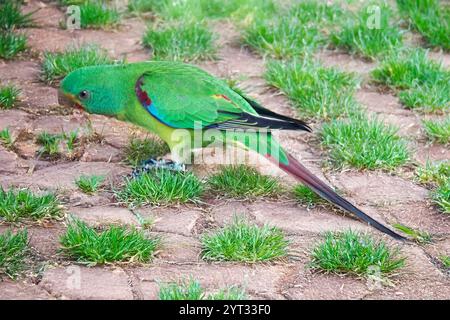 The swift parrot is mostly bright green, with a dark blue patch on the crown. The forehead to throat is crimson and there is a crimson patch at the be Stock Photo