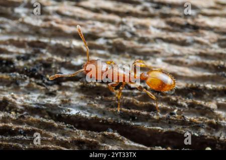 Acorn Ant (Temnothorax caryaluteus) Stock Photo