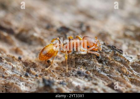 Acorn Ant (Temnothorax caryaluteus) Stock Photo