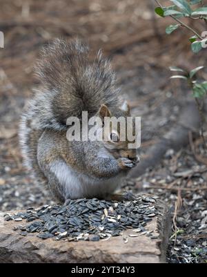 Close up of an Eastern Gray Squirrel eating a sunflower seed from a pile of seeds. Photographed with a shallow depth of field. Stock Photo